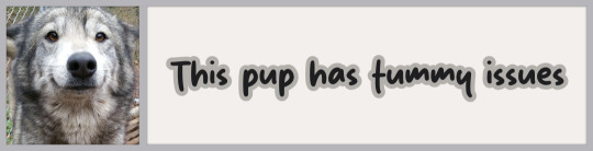 This pup has tummy issues